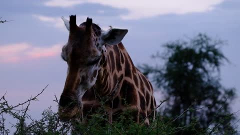 Giraffe 🦒 eating 🌴🎄 tree in forest enjoy video