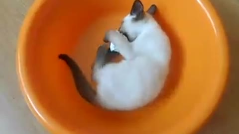 Kitten is playing in a washbowl