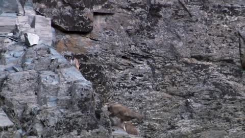 Mountain Goat Tossing Snow Leopard Falls Down From Cliff To Escape - Even The Mighty Can Falter-14