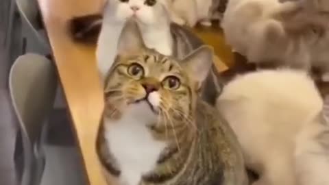 2023 Funniest Cat Videos You'll Laugh So Hard You'll Cry #118
