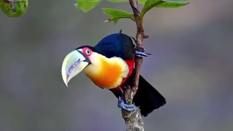 Beautiful Brazilian fruit-eating bird