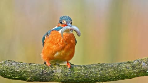 Common Kingfisher catching a fish