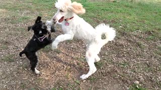 Poodle Play with Abbey & Quincy