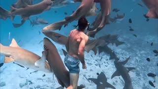 Swimming with sharks 🦈