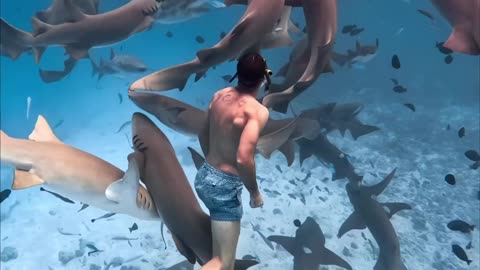 Swimming with sharks 🦈