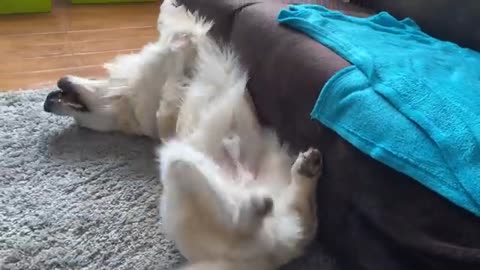 Golden Retriever Welcomes Baby Bunnies [CUTENESS OVERLOAD]