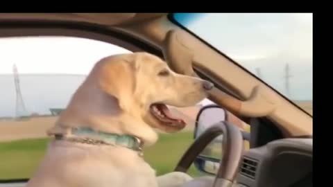 A dog driving a car