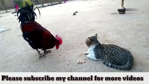 Funny Chicken ULTIMATE Funny CHICKEN Compilation