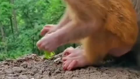 BABY MONKEY VIRAL