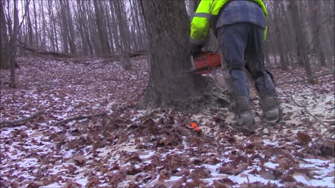 Husqvarna 394 Converted To A 395 Felling Maple