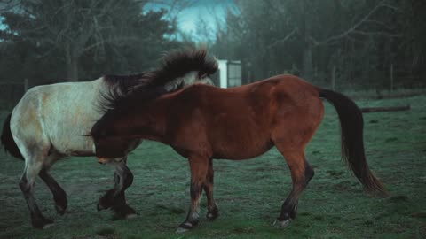 #animalreels #animallove #animal #brownhorse #whitehorse #HD #video #viral 🙏
