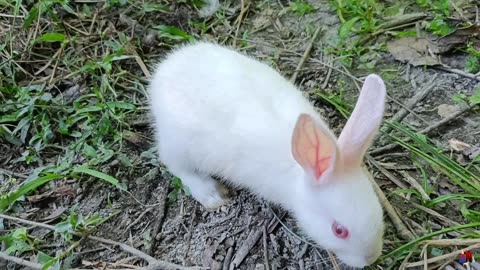 Rabbit ASMR: Relax with a Grass-Eating Rabbit | Animals and beautiful nature |