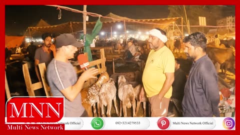 Goat Rates Also Increased In Manawan Cattle Market ,The Merchant And The Customer Both Are Worried