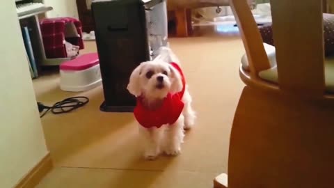 Funny angry dogs barking style and howling compilation