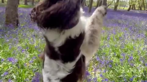 Springer Spaniel Takes a Stroll Through Beautiful Bluebell Woods