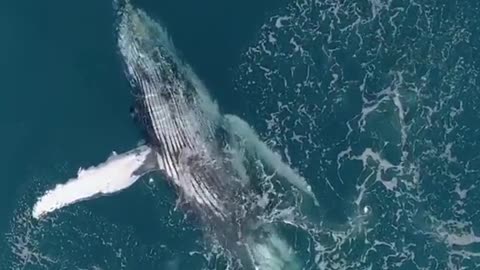 A blue whale swimming in the ocean