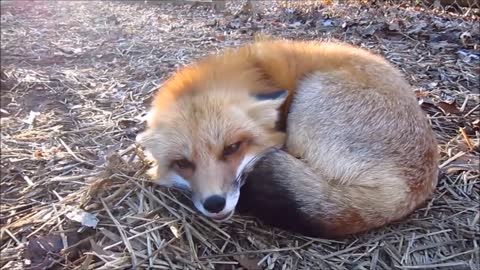 Baby foxes playing