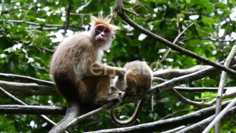 MOTHER AND BABY MONKEY PLAYING IN THE FOREST