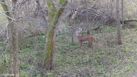 Bow Hunting Iowa 2021