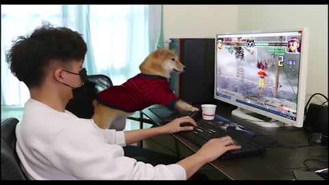 Funny dog playing PC games（Full version）