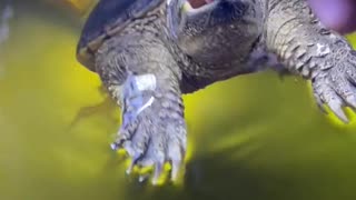 Snapping Turtle