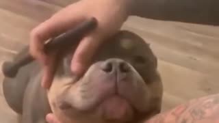 HOW TO MAKEUP A DOG FUNNY SHORT VIDEO