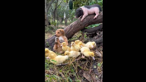 Funny dog 🐕🐕 enjoying her friends