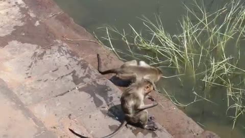 Bonnet Macaque Monkeys Swimming in Agastya Lake, Badami