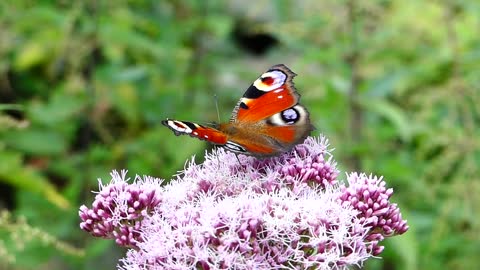 Butterfly landing on a flower
