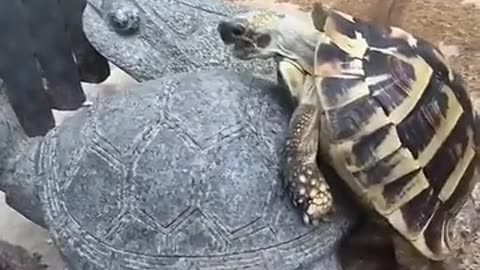 Turtle...