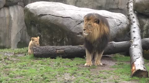 Lion cubs meet dad