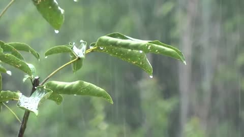 Sound of Rain without Thunder to Sleep and Relax - Relaxing Sounds of Nature - Sounds of Water