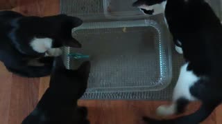 Kittens watch a robo fish swim