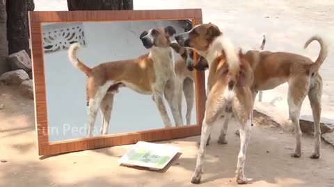 Mirror prank with dog 🐕| See dogs reaction in mirror 🤣😂😂.