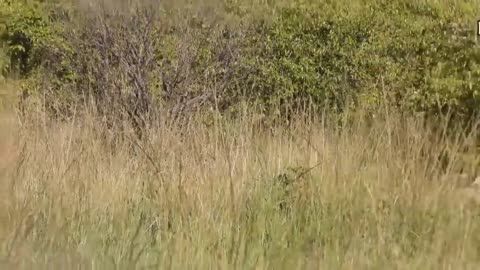 Touching Story ! Lion Becomes Gentle To Adopt Cheetah's Cubs - Cheetah Vs ,Oryx-4