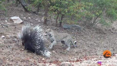 Silly leopard taking on porcupine at high speed will make your day?
