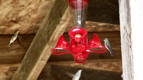 Hummingbirds at the Feeder