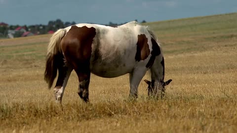 8 MINUTES of BEAUTIFUL PAINT HORSES