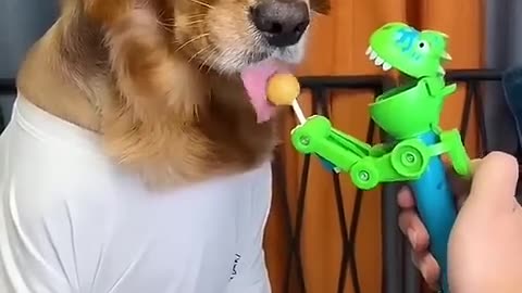 Dog angry eating lolipop