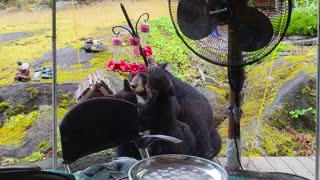 Black Bear Family Drinks From Hummingbird Feeders