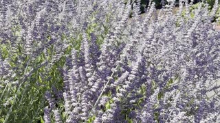 Lavender Bush with Bumble Bees Pollenating in Olympia, Washington