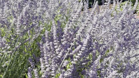 Lavender Bush with Bumble Bees Pollenating in Olympia, Washington