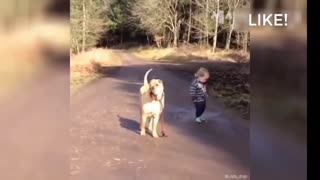 Funny Dogs and Cut Puppies #dogs #viral #rumble