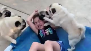 pug attack!!!!!! pugs attack a little gilr with kisses & love