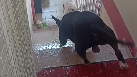 Pitbulls Slide Down Slippery Stairs