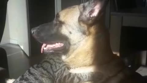 so cute dog and cat