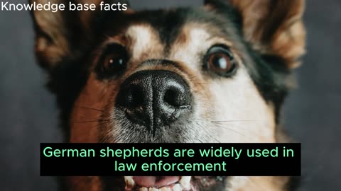 25 Astonishing Things You Didn't Know About German shepherd