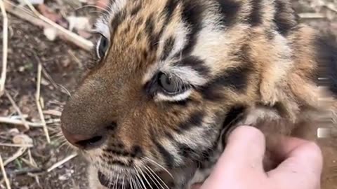 😍 🥰 😘Cute Tiger Cub 🐯 !!!Watch It As It Melts Your Heart💖💖💖
