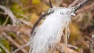 Feather Blowing In The Wind Looks Like a Beautiful Bird??!!