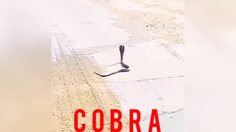 Cobra video | Animals video usa | Animals funny video